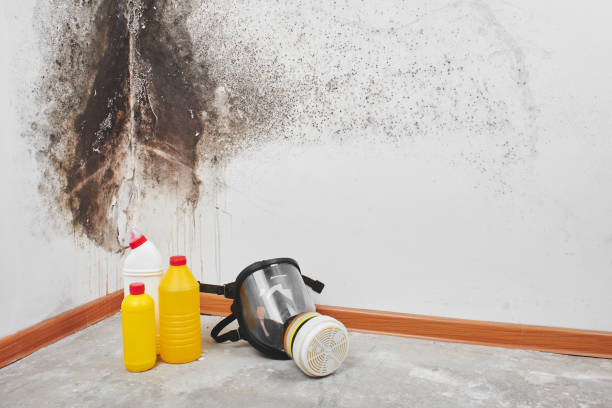 Best Mold Damage Repair  in Shingle Springs, CA