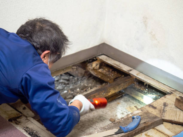 Best Mold Removal Company Near Me  in Shingle Springs, CA
