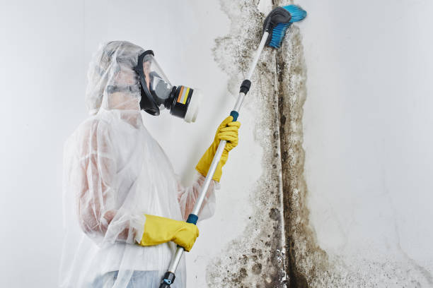 Best Fast Mold Removal  in Shingle Springs, CA