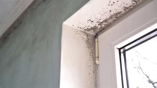 Best Commercial Mold Removal  in Shingle Springs, CA