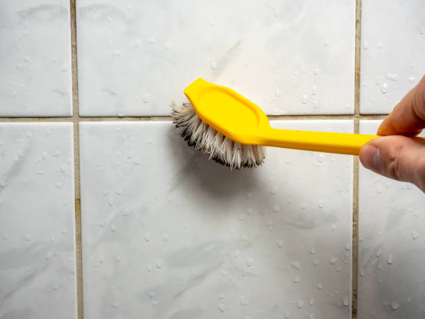 Best Fast Mold Removal  in Shingle Springs, CA
