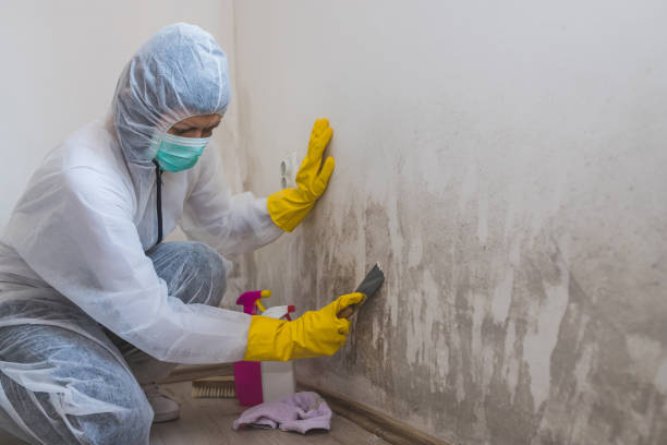 Best Attic Mold Removal  in Shingle Springs, CA
