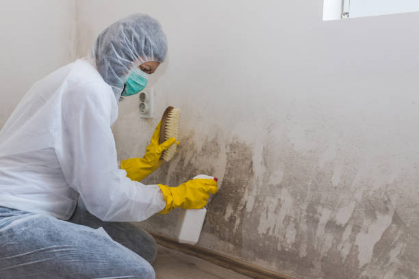 Best Best Mold Removal Companies  in Shingle Springs, CA