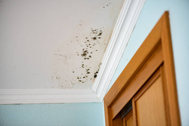 Best Local Mold Removal Service  in Shingle Springs, CA