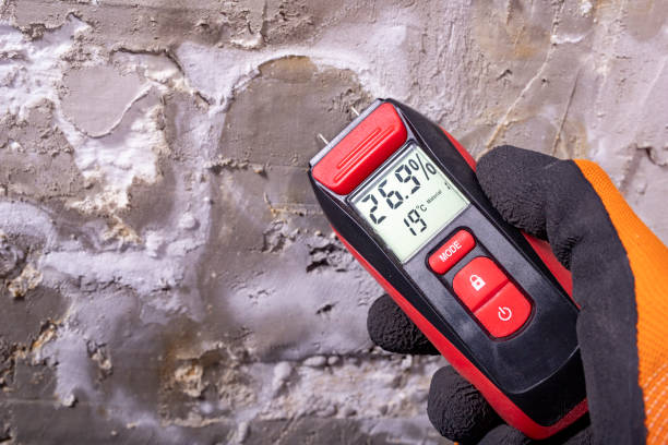 Best Home Mold Removal  in Shingle Springs, CA