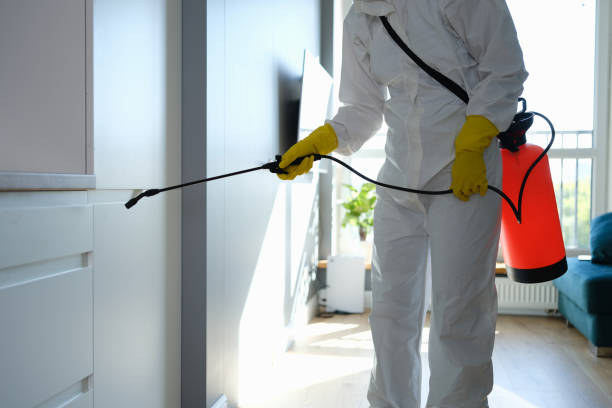 Home Mold Removal in Shingle Springs, CA