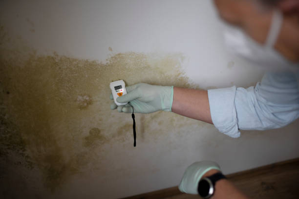 Best Emergency Mold Removal  in Shingle Springs, CA