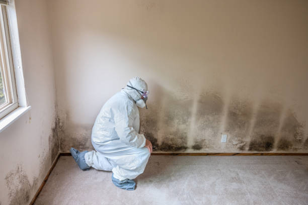 Best Mold Testing  in Shingle Springs, CA